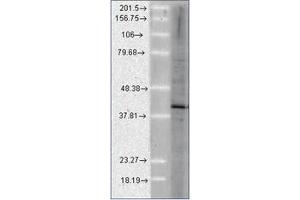 Western Blotting (WB) image for anti-Activator of HSP90 ATPase Activity 1 (AHSA1) antibody (ABIN487505) (AHSA1 anticorps)