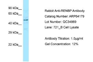 Western Blotting (WB) image for anti-Renin Binding Protein (RENBP) (C-Term) antibody (ABIN2789757) (RENBP anticorps  (C-Term))