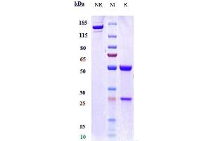 Anti-IFNa1 Reference Antibody (rontalizumab) on SDS-PAGE under reducing (R) condition.