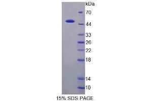 SDS-PAGE analysis of Cow CSN3 Protein. (CSN3 Protéine)