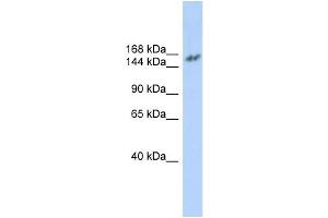 WB Suggested Anti-NCOA3 Antibody Titration:  0. (NCOA3 anticorps  (N-Term))