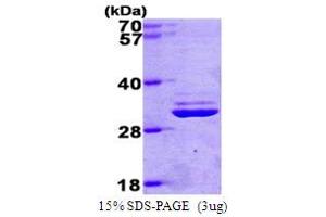 SDS-PAGE (SDS) image for Proteasome Subunit alpha  7 (PSMA7) (AA 1-248) protein (His tag) (ABIN666877)