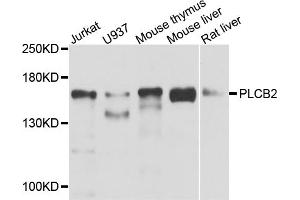 Western blot analysis of extracts of various cell lines, using PLCB2 antibody (ABIN5974500) at 1/1000 dilution. (Phospholipase C beta 2 anticorps)