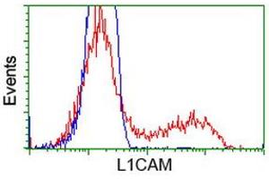 Image no. 3 for anti-L1 Cell Adhesion Molecule (L1CAM) antibody (ABIN1499086) (L1CAM anticorps)