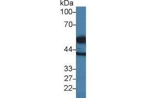 Western blot analysis of Human E. (HTRA1 anticorps  (AA 304-442))