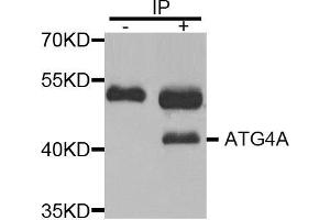 Immunoprecipitation (IP) image for anti-Autophagy related 4A Cysteine Peptidase (ATG4A) (AA 289-398) antibody (ABIN3023409) (ATG4A anticorps  (AA 289-398))