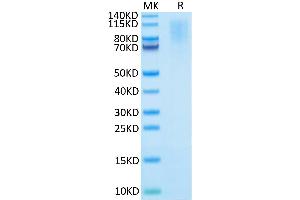 Human CD43 on Tris-Bis PAGE under reduced condition.
