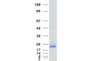 Validation with Western Blot