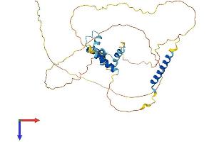 AlphaFold protein structure predicition of Human Recombinant CAAP1 Protein, UniprotID Q9H8G2