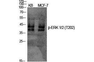 Western Blot (WB) analysis of specific cells using Phospho-ERK 1/2 (T202) Polyclonal Antibody. (ERK1/2 anticorps  (pThr202))