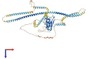 AlphaFold protein structure predicition of Mouse Recombinant Sun2 Protein, UniprotID Q8BJS4