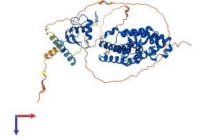 AlphaFold protein structure predicition of Mouse Recombinant Rorc Protein, UniprotID P51450