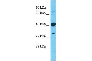 Host:  Rabbit  Target Name:  CC50A  Sample Type:  293T Whole Cell lysates  Antibody Dilution:  1ug/ml
