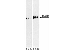 Western blot analysis of MEK1 (pS298) in mouse embryonic fibroblasts. (MEK1 anticorps  (pSer298))