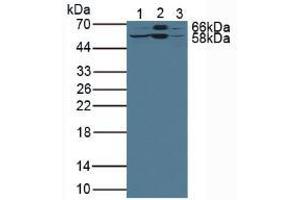 Western blot analysis of (1) Rat Liver Tissue, (2) Mouse Liver Tissue and (3) Human HepG2 Cells.