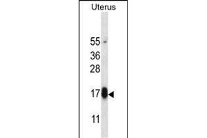 GPHB5 Antibody (C-term) (ABIN657157 and ABIN2846291) western blot analysis in human normal Uterus tissue lysates (35 μg/lane). (GPHB5 anticorps  (C-Term))