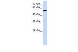 Image no. 1 for anti-Zinc Finger Protein 675 (ZNF675) (AA 146-195) antibody (ABIN6739451) (ZNF675 anticorps  (AA 146-195))