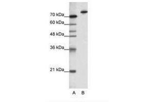 Image no. 1 for anti-Kelch-Like 3 (KLHL3) (N-Term) antibody (ABIN202791)