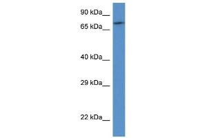 WB Suggested Anti-FAF1 AntibodyTitration: 1.