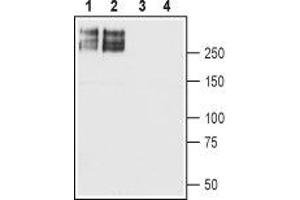 Western blot analysis of rat brain (lanes 1 and 3) and mouse brain (lanes 2 and 4) membranes: - 1,2. (SCN2A anticorps  (Intracellular))
