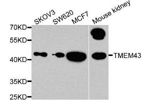 Western blot analysis of extracts of various cells, using TMEM43 antibody. (TMEM43 anticorps)