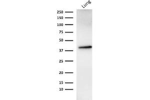 Western blot analysis of human lung tissue lysate using EpCAM Mouse Recombinant Monoclonal Antibody (rMOC-31).