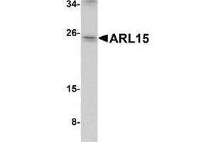 Western blot analysis of ARL15 in K562 cell lysate with AP30080PU-N ARL15 antibody at 1 μg/ml. (ARL15 anticorps  (Center))