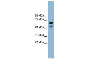 PPME1 antibody used at 1 ug/ml to detect target protein. (PPME1 anticorps  (N-Term))