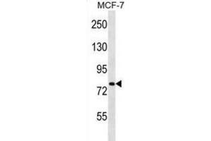 Western Blotting (WB) image for anti-Solute Carrier Family 24 Member 3 (SLC24A3) antibody (ABIN2998713) (SLC24A3 anticorps)