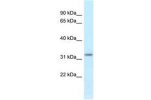 Image no. 1 for anti-Hydroxysteroid (17-Beta) Dehydrogenase 11 (HSD17B11) (AA 100-149) antibody (ABIN6747819)