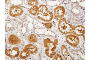 Immunoperoxidase of purified MaxPab antibody to PKLR on formalin-fixed paraffin-embedded human kidney.