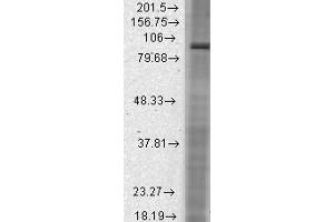 HCN2 Rat Brain Membrane WB. (HCN2 anticorps  (AA 761-863))