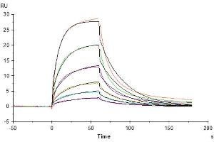 Human Serum Albumin, His Tag immobilized on CM5 Chip can bind Human FcRn, His Tag with an affinity constant of 0.