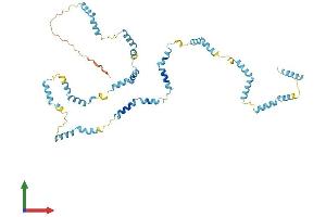 AlphaFold protein structure predicition of Mouse Recombinant Nebl Protein, UniprotID Q0II04