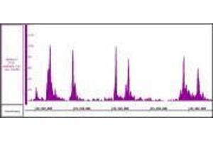 CTCF recombinant antibody (rAb) tested by ChIP-Seq  Chromatin immunoprecipitation (ChIP) was performed using the  High Sensitivity Kit  with 30 µg of MCF7 chromatin and 4 µg of CTCF antibody.