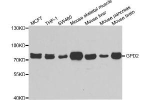 Western blot analysis of extracts of various cell lines, using GPD2 antibody. (GPD2 anticorps)