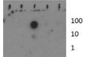 Dot Blot of Rabbit Histone H3 [Monomethyl Lys37] Antibody.