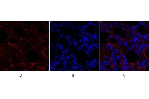 Immunofluorescence analysis of mouse lung tissue. (SMAD4 anticorps  (AA 40-120))