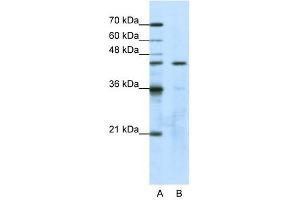 GTPBP9 antibody used at 1. (OLA1 anticorps)