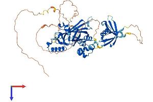 AlphaFold protein structure predicition of Human Recombinant UBP1 Protein, UniprotID Q9NZI7