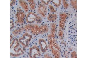 IHC-P analysis of kidney tissue, with DAB staining. (Reelin anticorps  (AA 2086-2296))