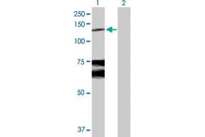 Western Blot analysis of WWP1 expression in transfected 293T cell line by WWP1 MaxPab polyclonal antibody. (WWP1 anticorps  (AA 1-922))