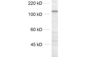 anti-Alpha-Protocadherin (AA 796-946) antibody