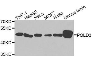 Western blot analysis of extracts of various cell lines, using POLD3 antibody. (POLD3 anticorps  (AA 197-466))