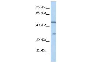 Western Blot showing OR2L8 antibody used at a concentration of 1. (OR2L8 anticorps  (C-Term))