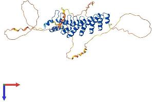 AlphaFold protein structure predicition of Human Recombinant BCL3 Protein, UniprotID P20749