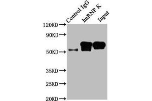 Immunoprecipitating HNRNPK in HepG2 whole cell lysate Lane 1: Rabbit control IgG instead of ABIN7127548 in HepG2 whole cell lysate.