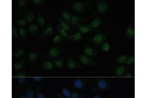 Immunofluorescence analysis of HeLa cells using CREB1 Polyclonal Antibody at dilution of 1:100. (CREB1 anticorps)