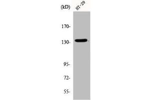 Western Blot analysis of HT29 cells using DNA Ligase I Polyclonal Antibody (LIG1 anticorps  (N-Term))