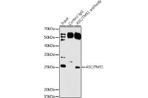 Immunoprecipitation analysis of 200 μg extracts of Rat lung using 3 μg ASC/TMS1 antibody (ABIN7269756).
